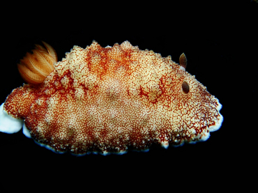 每日一海洋生物照425:《红枣》_每日一照_海富瑜