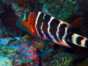 每日一海洋生物照426:《红头黑间狐》_每日一照_海富瑜