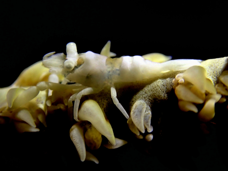 每日一海洋生物照427:《白珊瑚虾》_每日一照_海富瑜