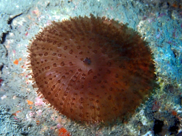 每日一海洋生物照428:《小须圆盘海葵》_每日一照_海富瑜