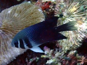每日一海洋生物照429:《花面雀鲷》_每日一照_海富瑜