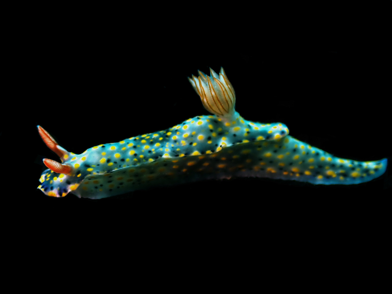 每日一海洋生物照430:《星际迷航》_每日一照_海富瑜