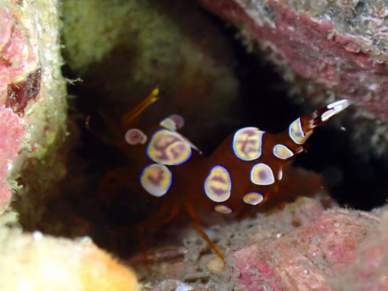 每日一海洋生物照432:《翘屁虾》_每日一照_海富瑜