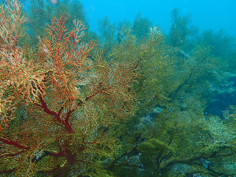 每日一海洋生物照433:《海底柏》_每日一照_海富瑜