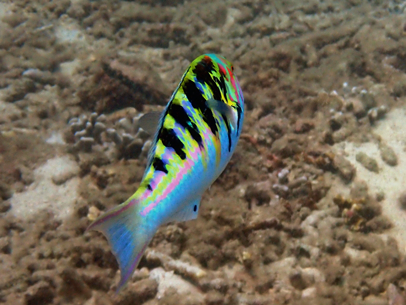 鞍斑锦鱼、墨斑锦鱼、Thalassoma hardwicke_墨斑锦鱼_海富瑜