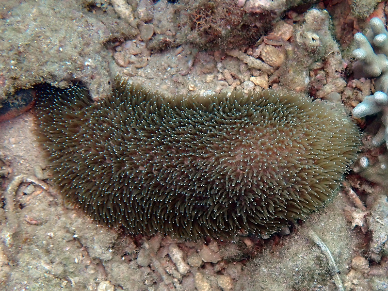 大脷珊瑚、舌形珊瑚、Ctenactis echinata_大脷珊瑚_海富瑜