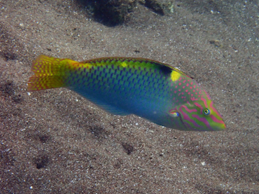 每日一海洋生物照434:《金点锦鱼》_每日一照_海富瑜