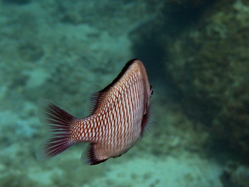 网纹圆雀鲷、Dascyllus reticulatus_网纹圆雀鲷_海富瑜