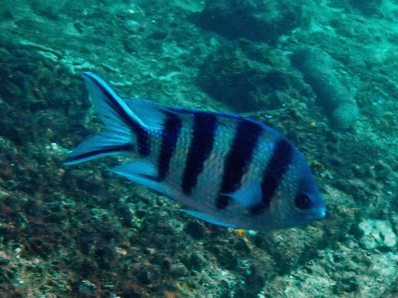 五间燕尾雀鲷、六线豆娘、Abudefduf sexfasciatus_五间燕尾雀鲷_海富瑜