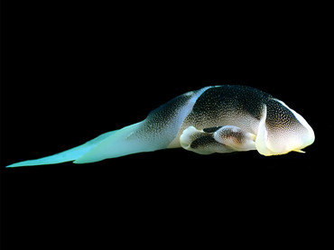 每日一海洋生物照435:《大繁星和小繁星》_每日一照_海富瑜