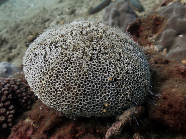 毒喇叭海胆、Toxopneustes pileolus_毒喇叭海胆_海富瑜