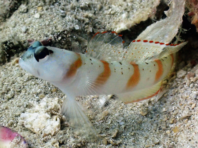 每日一海洋生物照436:《金斑鳍边红》_每日一照_海富瑜