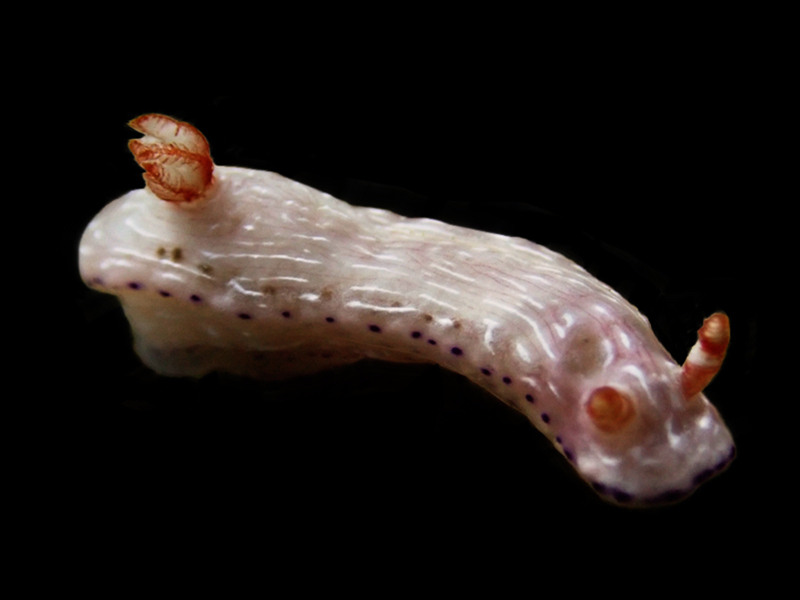 瑜钰海兔、瑜钰花兔、瑜钰彩兔、斑点多彩海蛞蝓、花氏、Hypselodoris maculosa (Pease, 1871)_花瑜钰_海富瑜
