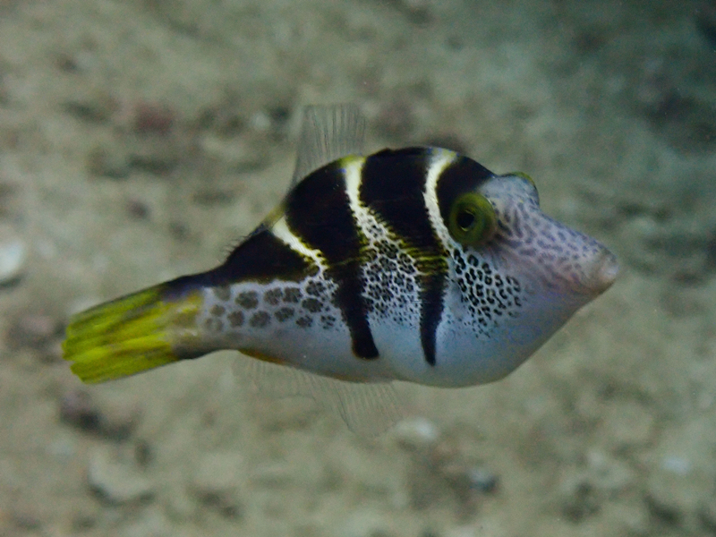 日本婆、鞍斑驼背鲀、Canthigaster valentini_日本婆_海富瑜