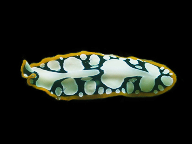 黄边奶牛扁虫、艳彩伪角扁虫、Pseudoceros scintillatus_扁奶牛_海富瑜