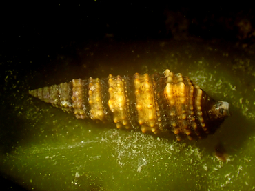 每日一海洋生物照437:《原黑三口螺》_每日一照_海富瑜