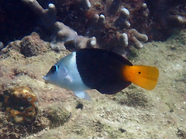 每日一海洋生物照438:《半裸唇鱼》_每日一照_海富瑜
