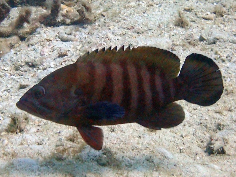 每日一海洋生物照439:《乌丝斑》_每日一照_海富瑜