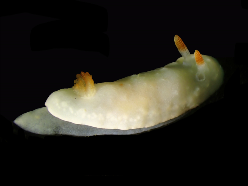 每日一海洋生物照440:《小罗娜》_每日一照_海富瑜