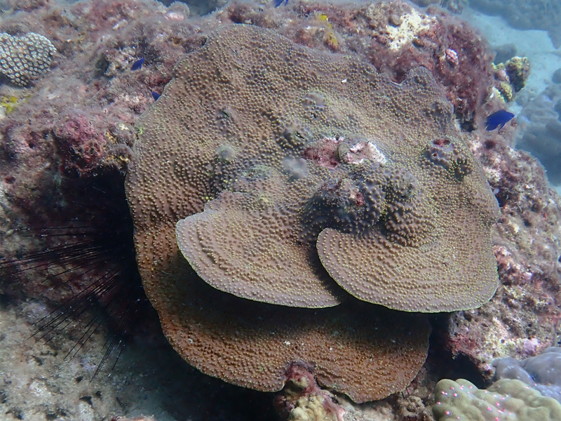 灵芝珊瑚、翼形蔷薇珊瑚、Montipora peltiformis_灵芝鹿角珊瑚_海富瑜