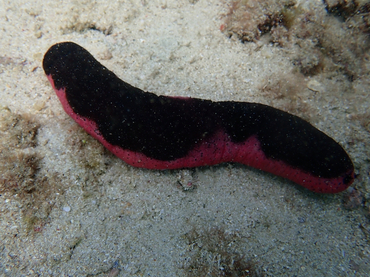 每日一海洋生物照441:《红腹海参》_每日一照_海富瑜