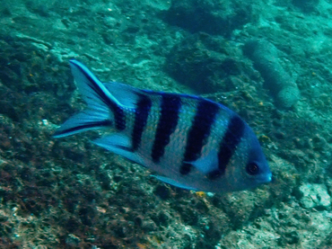 每日一海洋生物照442:《五间燕尾雀》_每日一照_海富瑜