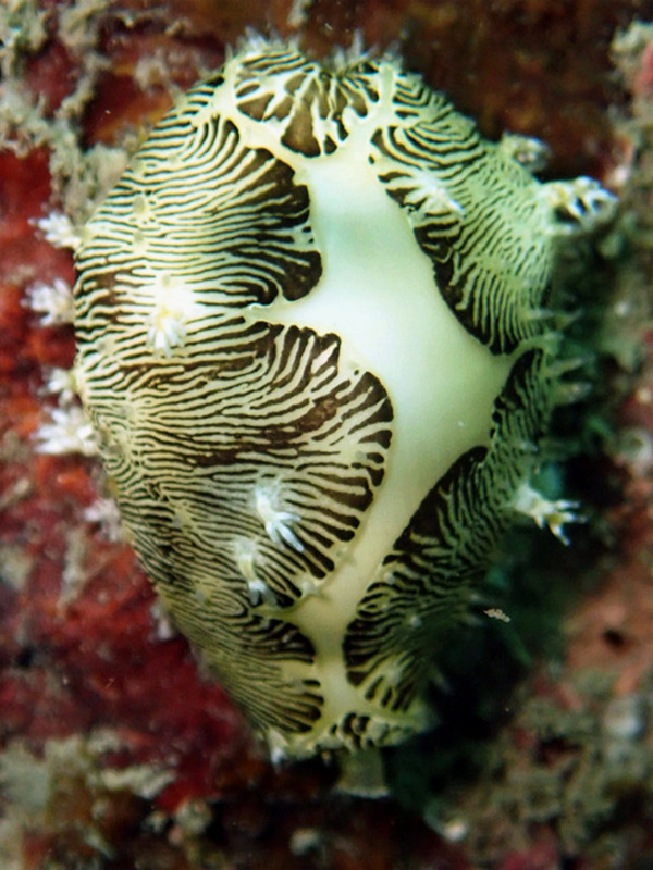 每日一海洋生物照444:《黄宝螺》_每日一照_海富瑜