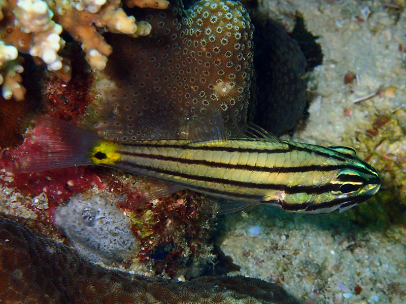 每日一海洋生物照448:《五带巨牙天竺鲷》_每日一照_海富瑜