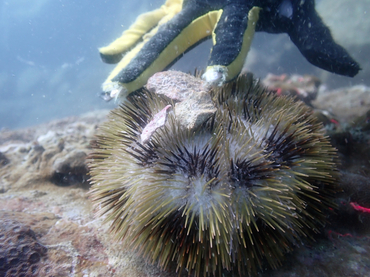 每日一海洋生物照443:《斑蘑海胆》_每日一照_海富瑜