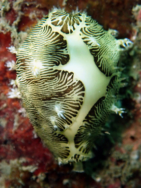 每日一海洋生物照444:《黄宝螺》_每日一照_海富瑜