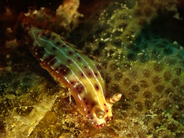 每日一海洋生物照445:《紫迷》_每日一照_海富瑜