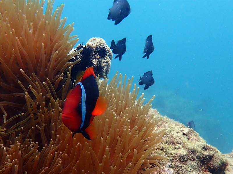 番茄小丑、Amphiprion frenatus_番茄小丑_海富瑜
