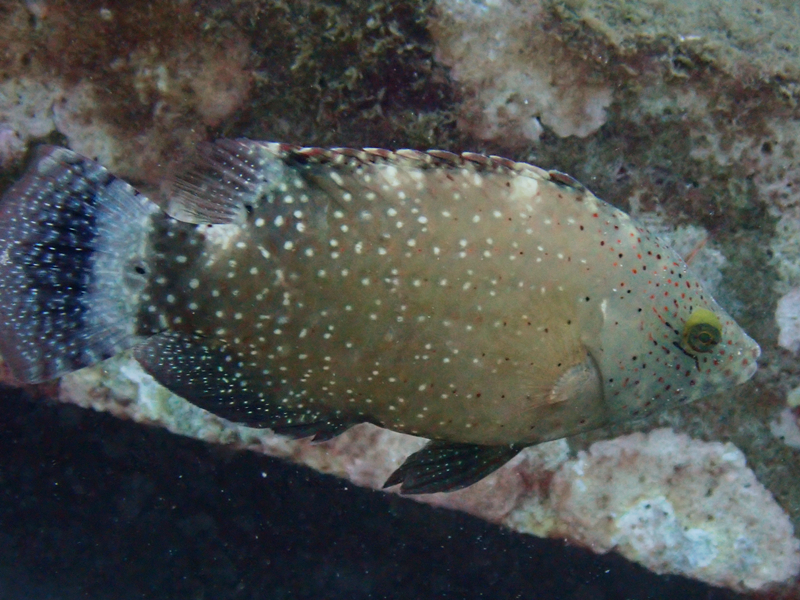 绿尾唇鱼、红斑绿鹦鲷、Cheilinus chlorourus_绿尾唇鱼_海富瑜