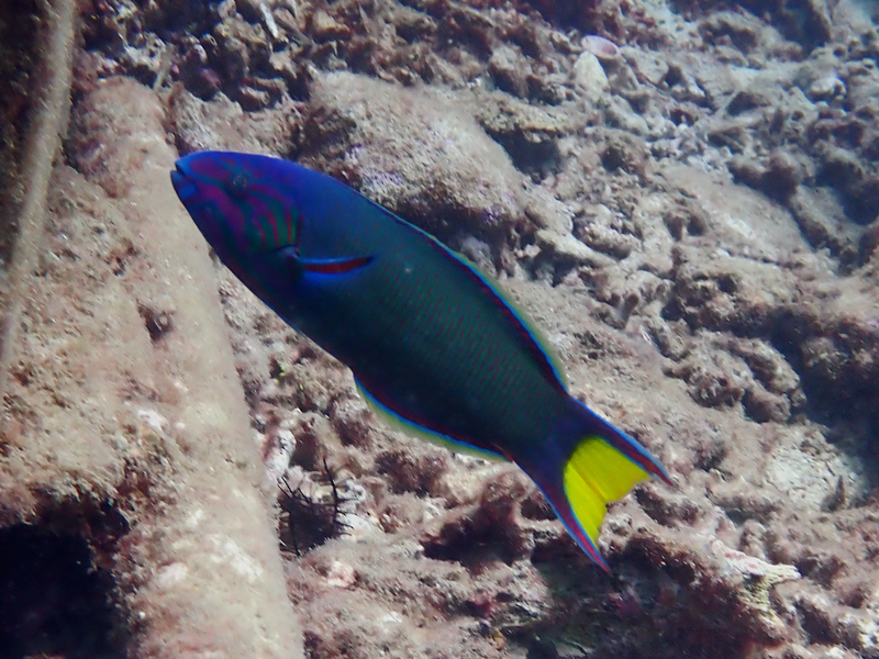 新月锦鱼、Moon wrasse_新月锦鱼_海富瑜