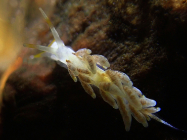 每日一海洋生物照450:《尖尾小绵羊》_每日一照_海富瑜