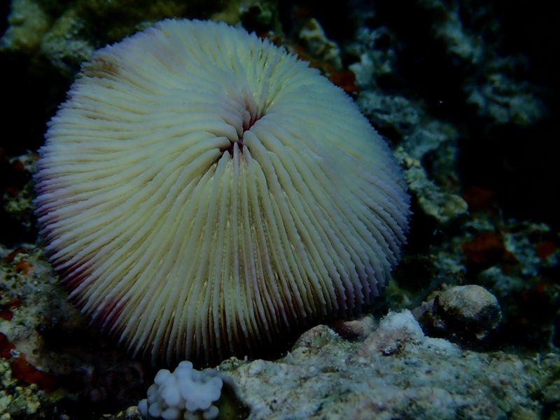 每日一海洋生物照452:《飞碟珊瑚》_每日一照_海富瑜