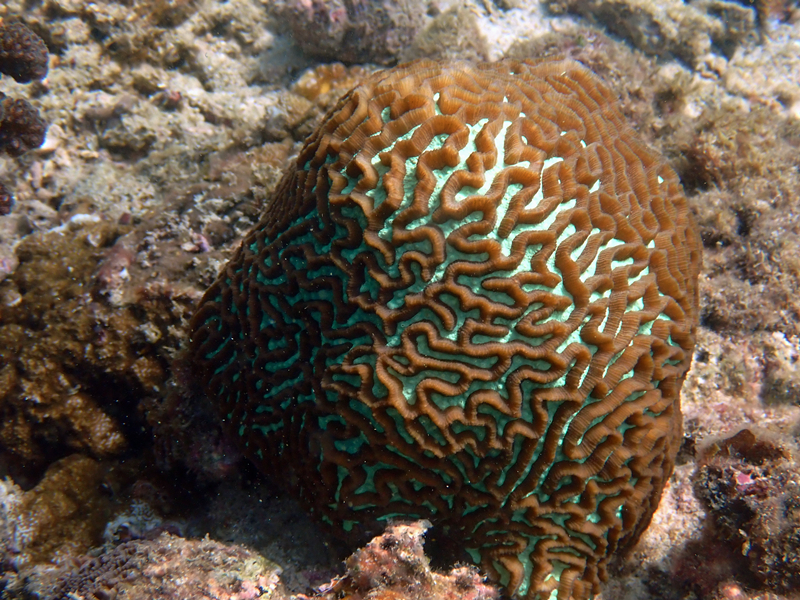 迷宫扁脑珊瑚、Platygyra lamellina、迷宫蜂巢珊瑚_迷宫扁脑珊瑚_海富瑜