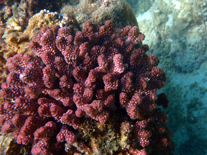 疣状杯形珊瑚、疣鹿角珊瑚、Pocillopora verrucosa_碎沙珊瑚_海富瑜