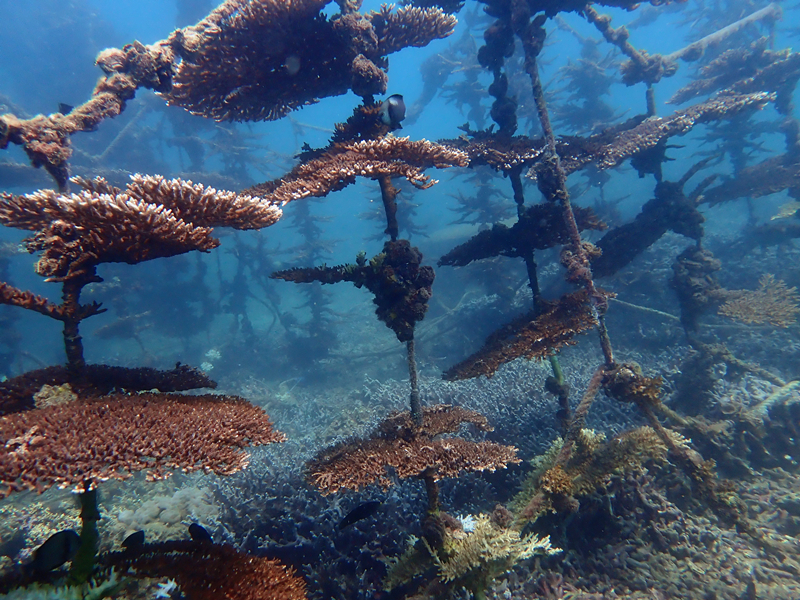 台面鹿角珊瑚、Acropora clathrata_台面鹿角珊瑚_海富瑜