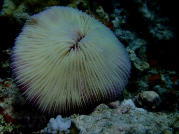 每日一海洋生物照452:《飞碟珊瑚》_每日一照_海富瑜