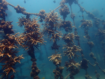 树枝鹿角珊瑚、中间鹿角珊瑚、Acropora intermedia_树枝鹿角_海富瑜