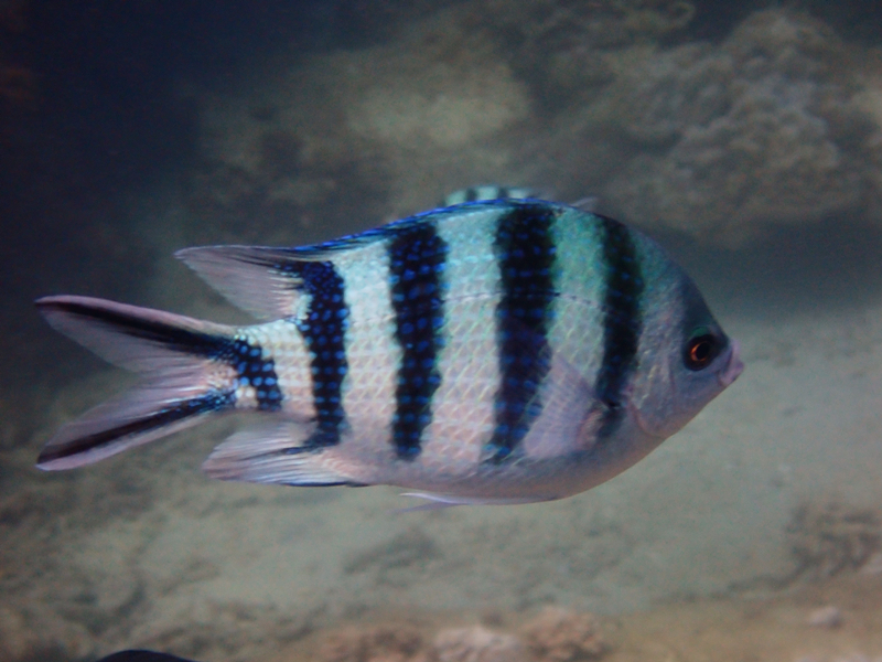 五间燕尾雀鲷、六线豆娘、Abudefduf sexfasciatus_五间燕尾雀鲷_海富瑜