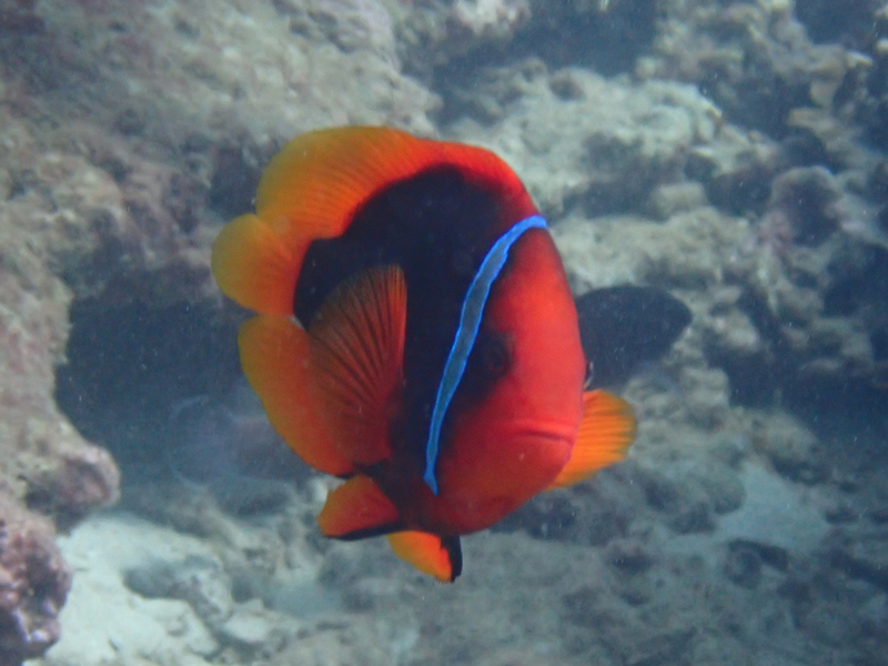 番茄小丑、Amphiprion frenatus_番茄小丑_海富瑜
