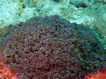 每日一海洋生物照453:《小肾珊瑚》_每日一照_海富瑜