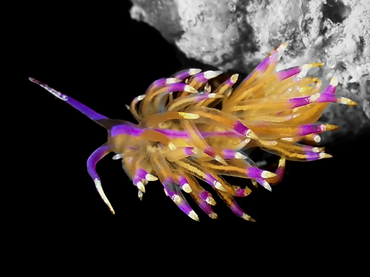 每日一海洋生物照455:《印第安头饰》_每日一照_海富瑜