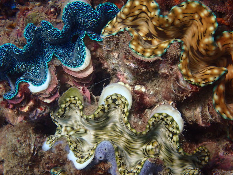 每日一海洋生物照456:《鳞砗磲》_每日一照_海富瑜