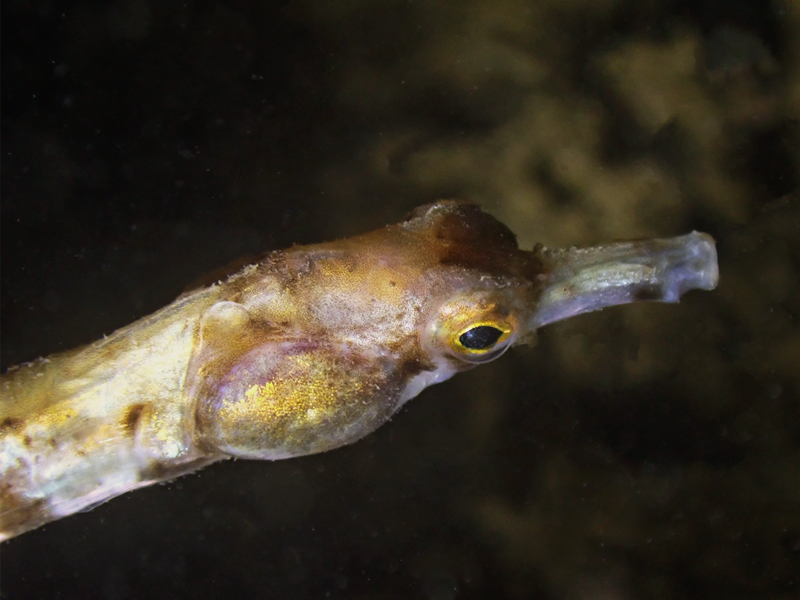 每日一海洋生物照461:《外伶仃海龙》_每日一照_海富瑜