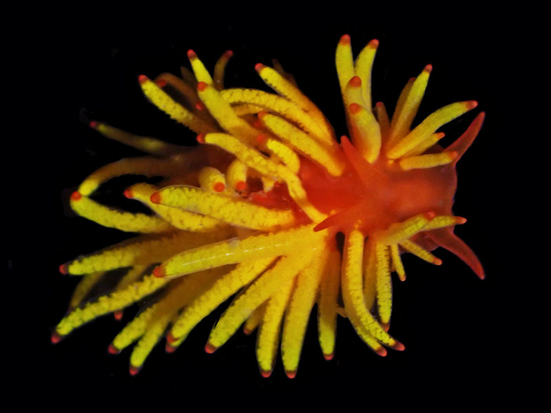 每日一海洋生物照460:《薯条》_每日一照_海富瑜