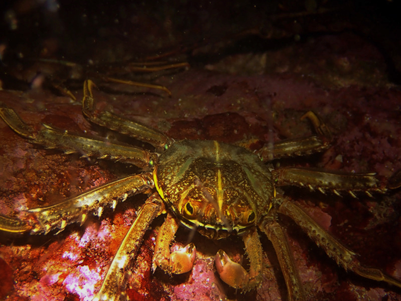 每日一海洋生物照457#《张飞蟹》 _每日一照_海富瑜