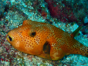 每日一海洋生物照458#《黄金狗头》_每日一照_海富瑜